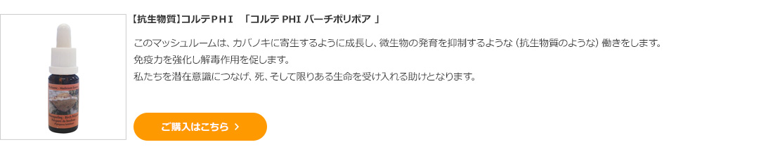 【抗生物質】コルテＰＨＩ　「コルテPHI バーチポリポア 」　 