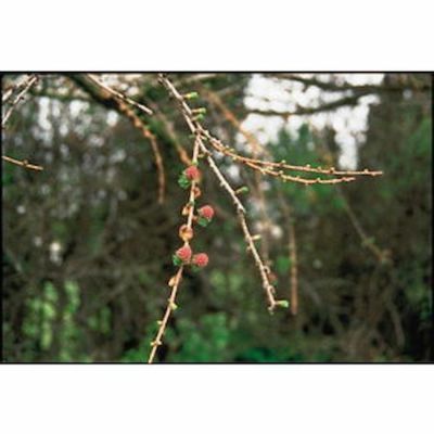 パワー・オブ・フラワー・ヒーリング・エッセンス 「コンビネーション